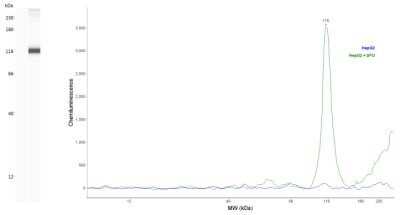 Simple Western: HIF-1 alpha Antibody (2443C)Azide and BSA Free [NBP2-80765]