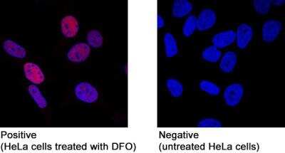 Immunocytochemistry/ Immunofluorescence: HIF-1 alpha Antibody (2443C) - BSA Free [NBP2-75978]