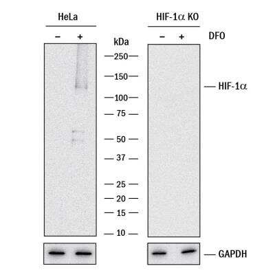Knockout Validated: HIF-1 alpha Antibody (2443C) - BSA Free [NBP2-75978]