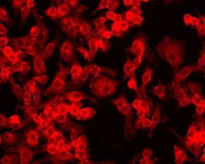 Immunocytochemistry/ Immunofluorescence: HIF-1 alpha Antibody (ESEE122) [NB100-131]