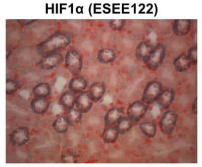 Immunohistochemistry-Paraffin: HIF-1 alpha Antibody (ESEE122) [NB100-131]