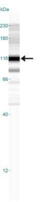 Simple Western: HIF-1 alpha Antibody (ESEE122) [NB100-131]