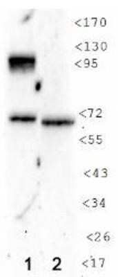 Western Blot: HIF-1 alpha Antibody (H1alpha 67-7)Azide and BSA Free [NBP2-80761]