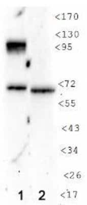 Western Blot: HIF-1 alpha Antibody (H1alpha 67-7)BSA Free [NB100-130]