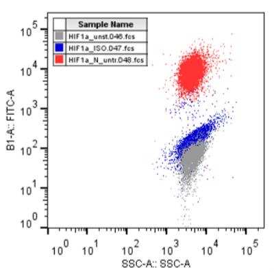 Flow Cytometry of Myeloma Cells Stained with Alexa Fluor 488 Conjugated HIF-1 alpha Antibody