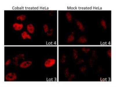Immunocytochemistry/ Immunofluorescence: HIF-1 alpha Antibody [NB100-449]