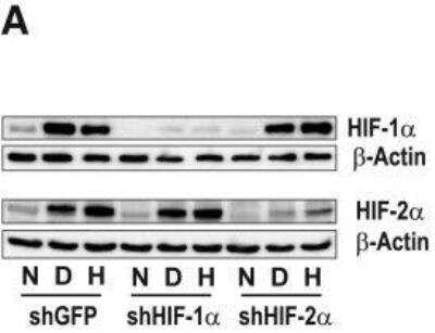 Knockdown Validated: HIF-1 alpha Antibody Pack [NB100-900WB]