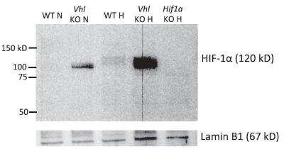 Knockout Validated: HIF-1 alpha Antibody Pack [NB100-900WB]