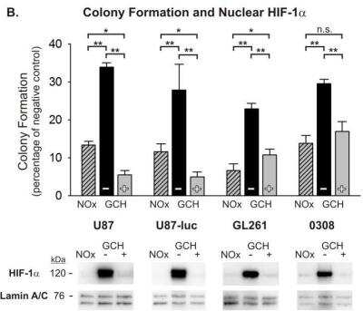 Western Blot: HIF-1 alpha Antibody Pack [NB100-905]