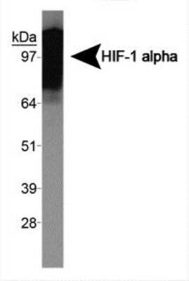 Western Blot: HIF-1 alpha AntibodyExon 10BSA Free [NBP1-47179]