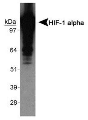 Western Blot: HIF-1 alpha AntibodyExon 12BSA Free [NBP1-47180]