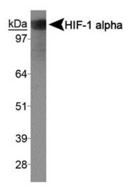 Western Blot: HIF-1 alpha AntibodyExon 9BSA Free [NBP1-47178]