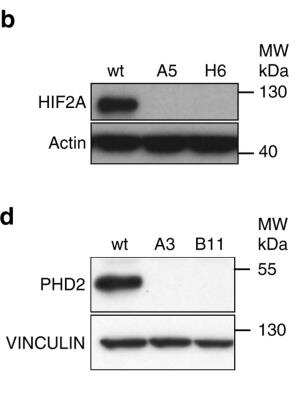 Knockout Validation of HIF-2 alpha/EPAS1 Antibody in WT and HIF-2 alpha Knockout Cell Lines by Western Blot