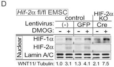 Knockout Validated: HIF-2 alpha/EPAS1 Antibody Pack [NB100-902HIF2]
