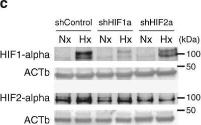 Knockdown Validated: HIF-2 alpha/EPAS1 Antibody (ep190b) [NB100-132]