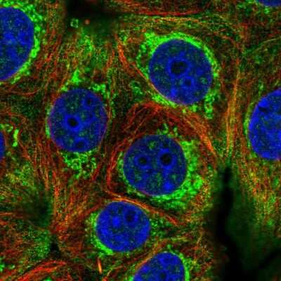 Immunocytochemistry/ Immunofluorescence: HIGD2A Antibody [NBP2-14092]