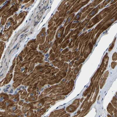 Immunohistochemistry-Paraffin: HIGD2B Antibody [NBP1-93695]