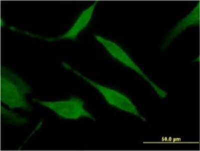 Immunocytochemistry/ Immunofluorescence: HINT1 Antibody (2D7) [H00003094-M05]
