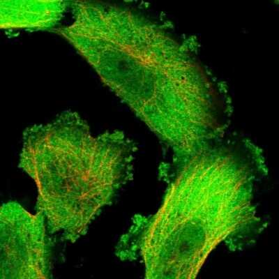 Immunocytochemistry/ Immunofluorescence: HINT1 Antibody [NBP1-83257]