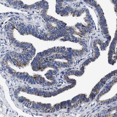 Immunohistochemistry-Paraffin: HINT2 Antibody [NBP1-86024]