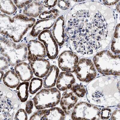 Immunohistochemistry-Paraffin: HINT2 Antibody [NBP1-86024]