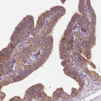 Immunohistochemistry-Paraffin: HINT2 Antibody [NBP2-56156]