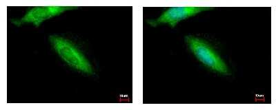 Immunocytochemistry/ Immunofluorescence: HIP-55 Antibody [NBP1-31026]
