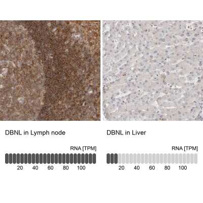 Immunohistochemistry-Paraffin: HIP-55 Antibody [NBP1-91989]