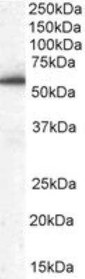 Western Blot: HIP-55 Antibody [NB100-1036]