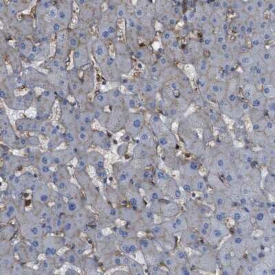 Immunohistochemistry-Paraffin: HIP1 Antibody [NBP1-81593]