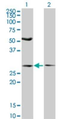 Western Blot: HIPPI Antibody (3G4) [H00055081-M04]