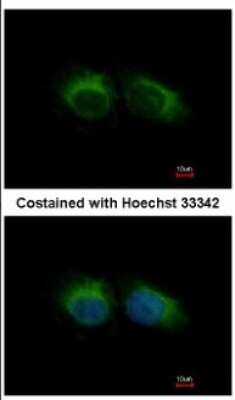 Immunocytochemistry/ Immunofluorescence: HIPPI Antibody [NBP2-16835]