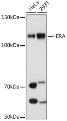 Western Blot: HIRA Antibody (6Q7Y6) [NBP3-16716]