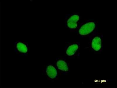 Immunocytochemistry/ Immunofluorescence: HIRIP3 Antibody [H00008479-B01P]
