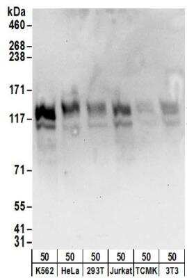 Western Blot: HISPPD1 Antibody [NBP2-32155]