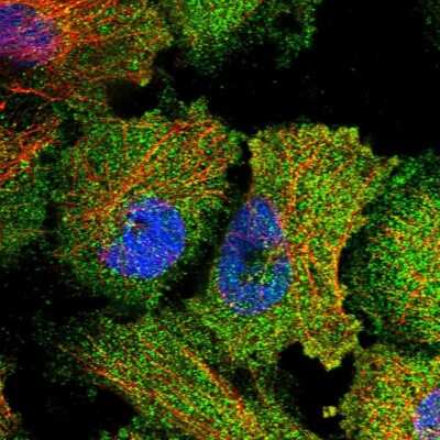 Immunocytochemistry/ Immunofluorescence: HISPPD2A Antibody [NBP1-89693]
