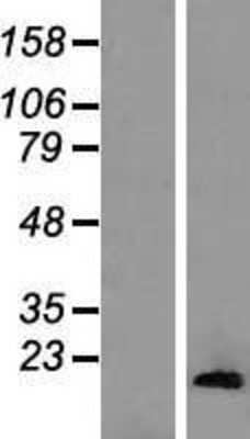 Western Blot: HIST1H2AA Overexpression Lysate [NBL1-11556]