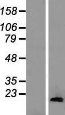 Western Blot: HIST1H2AA Overexpression Lysate [NBL1-11556]