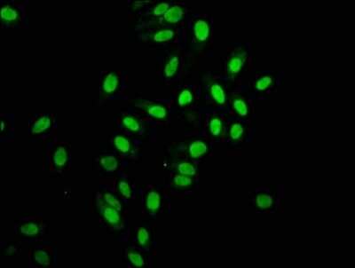 Immunocytochemistry/ Immunofluorescence: HIST1H2AB Antibody (1H12) [NBP3-15228]