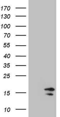 Western Blot: HIST1H2BA Antibody (OTI1C9)Azide and BSA Free [NBP2-72479]