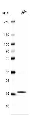 Western Blot: HIST1H2BC Antibody (CL5048) [NBP2-61153]