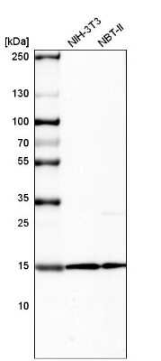 Western Blot: HIST1H2BC Antibody (CL5101) [NBP2-61154]