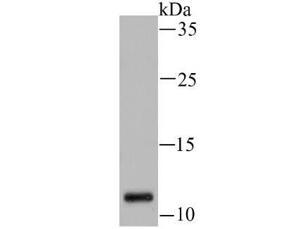 Western Blot: HIST1H3A Antibody (JU43-26) [NBP2-75522]