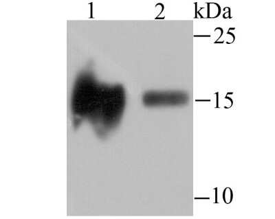 Western Blot: HIST1H3A Antibody (JU43-26) [NBP2-75522]