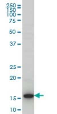 Western Blot: HIST1H3D Antibody (1D8) [H00008351-M01]