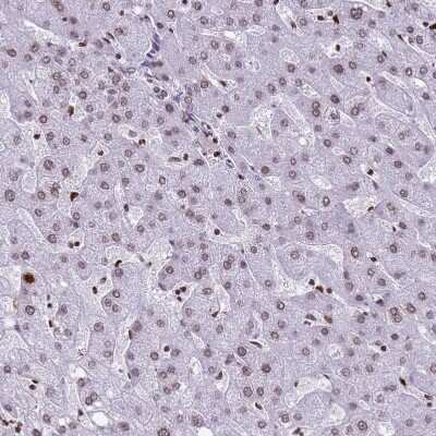 Immunohistochemistry-Paraffin: HIST1H4B Antibody [NBP2-54695]
