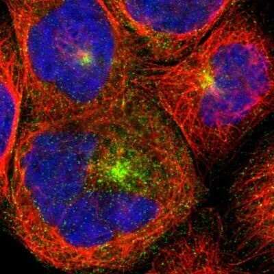 Immunocytochemistry/ Immunofluorescence: HIV-1 Rev binding protein Antibody [NBP1-91991]