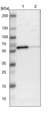 Western Blot: HIV-1 Rev binding protein Antibody [NBP1-91991]