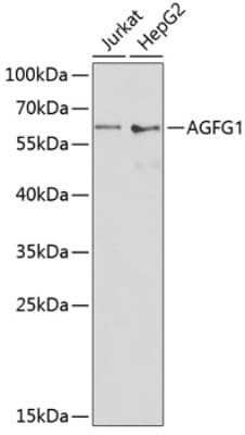 Western Blot: HIV-1 Rev binding protein AntibodyBSA Free [NBP3-03420]