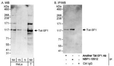 Western Blot: HIV-1 Tat specific factor 1 Antibody [NBP1-18912]
